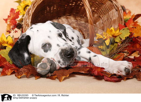 liegender Dalmatiner Welpe / lying Dalmatian puppy / RR-22293