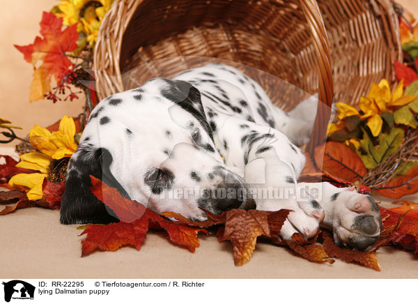 liegender Dalmatiner Welpe / lying Dalmatian puppy / RR-22295