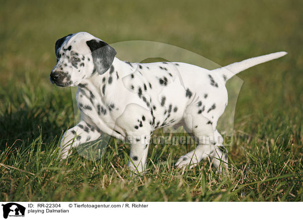 playing Dalmatian / RR-22304