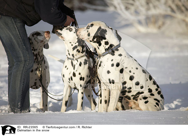 Dalmatiner im Schnee / Dalmatian in the snow / RR-23565