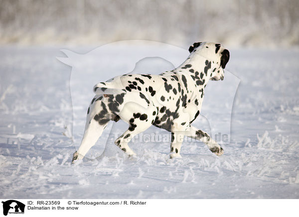 Dalmatian in the snow / RR-23569
