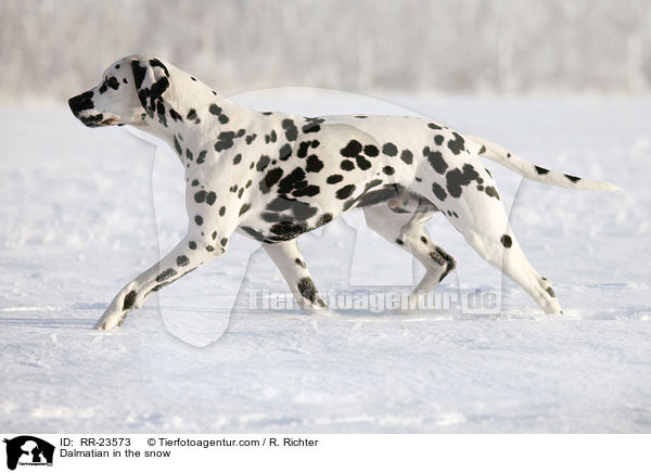 Dalmatian in the snow / RR-23573