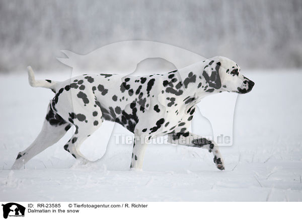 Dalmatian in the snow / RR-23585