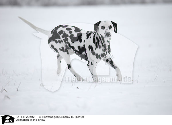 Dalmatian in the snow / RR-23602
