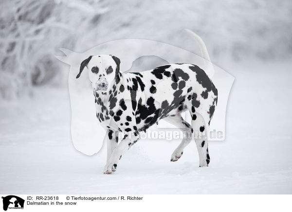 Dalmatian in the snow / RR-23618