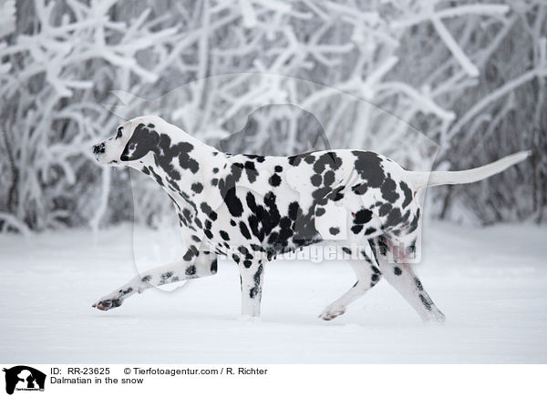 Dalmatian in the snow / RR-23625
