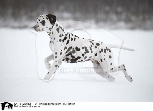 Dalmatian in the snow / RR-23652