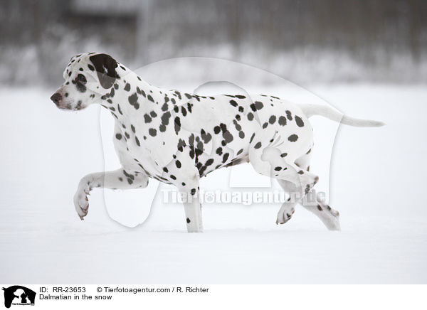 Dalmatian in the snow / RR-23653