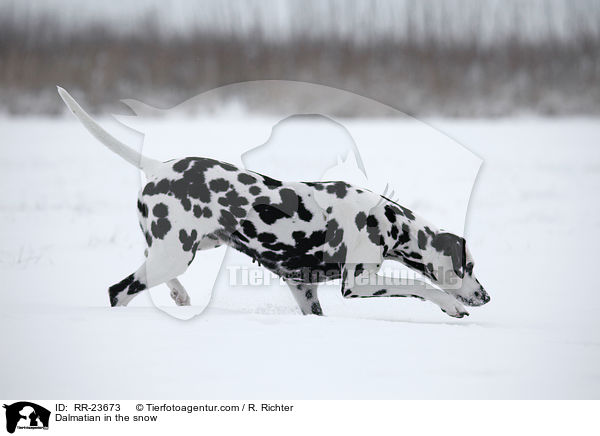 Dalmatian in the snow / RR-23673