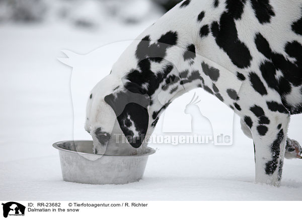 Dalmatiner im Schnee / Dalmatian in the snow / RR-23682