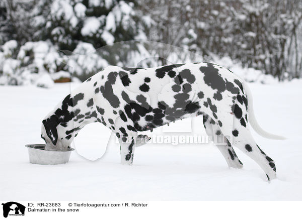 Dalmatiner im Schnee / Dalmatian in the snow / RR-23683