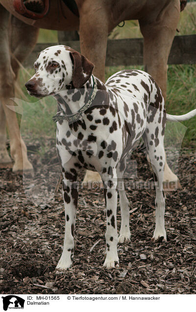 Dalmatian / MH-01565