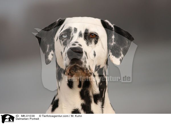 Dalmatiner Portrait / Dalmatian Portrait / MK-01038