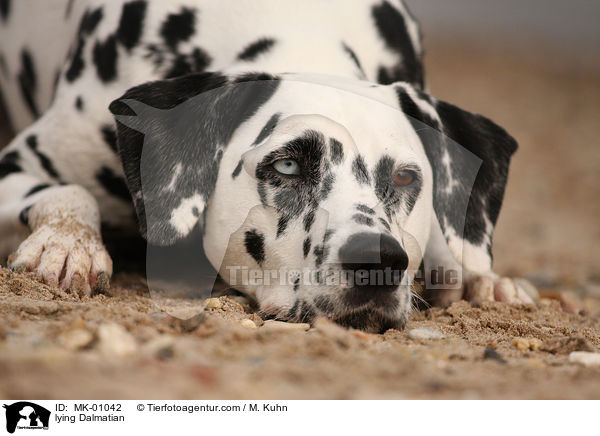 liegender Dalmatiner / lying Dalmatian / MK-01042