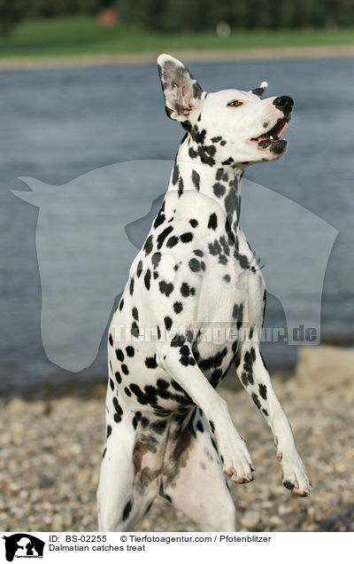 Dalmatiner fngt Leckerli / Dalmatian catches treat / BS-02255