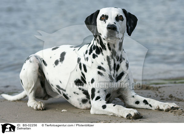 Dalmatiner / Dalmatian / BS-02256