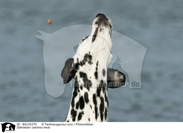 Dalmatiner fngt Leckerli / Dalmatian catches treat / BS-02270