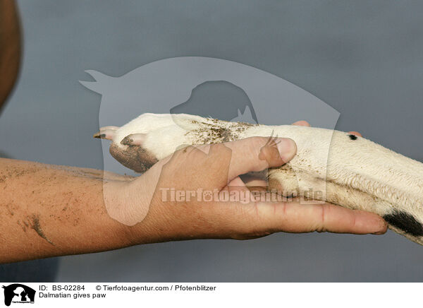 Dalmatiner gibt Pftchen / Dalmatian gives paw / BS-02284