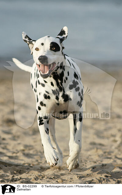 Dalmatian / BS-02299