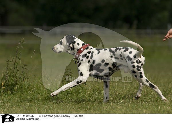 walking Dalmatian / TM-01937