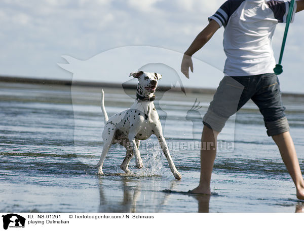 spielender Dalmatiner / playing Dalmatian / NS-01261