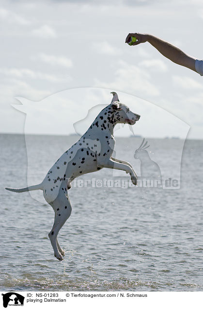 spielender Dalmatiner / playing Dalmatian / NS-01283