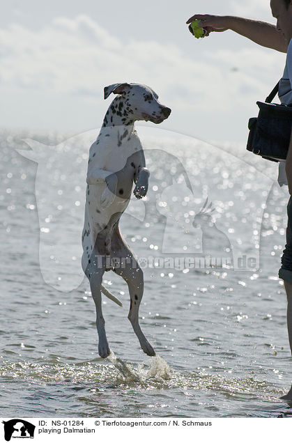 spielender Dalmatiner / playing Dalmatian / NS-01284