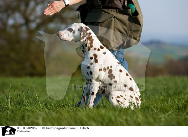 Dalmatiner / Dalmatian / IPI-02059