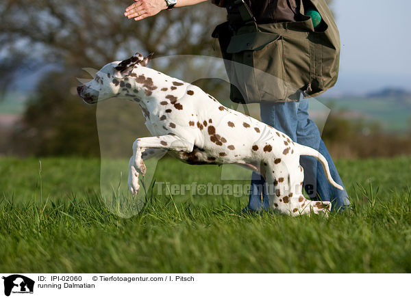 rennender Dalmatiner / running Dalmatian / IPI-02060