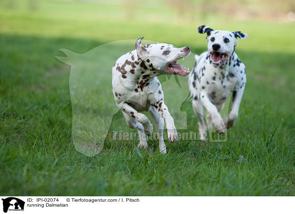 running Dalmatian / IPI-02074