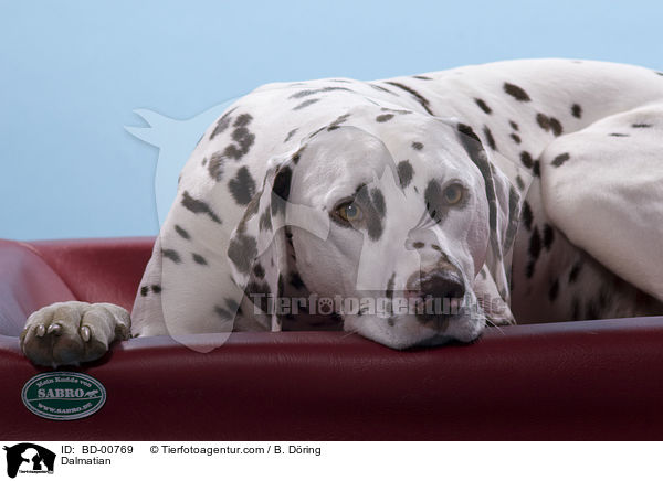 Dalmatiner / Dalmatian / BD-00769