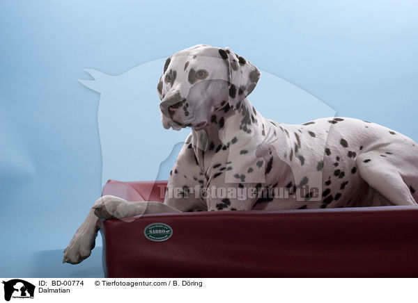 Dalmatiner / Dalmatian / BD-00774