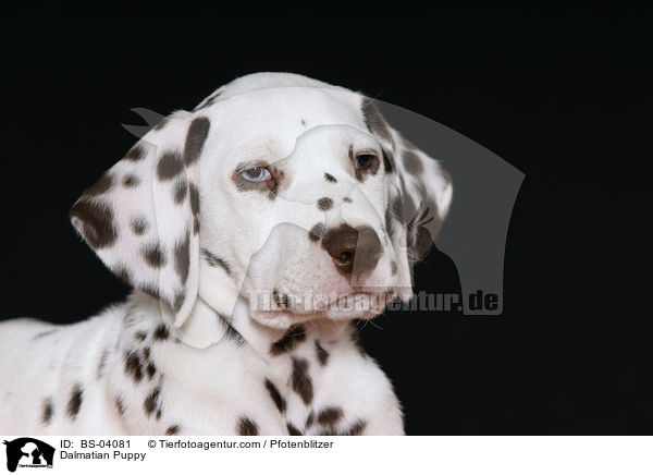 Dalmatiner Welpe / Dalmatian Puppy / BS-04081