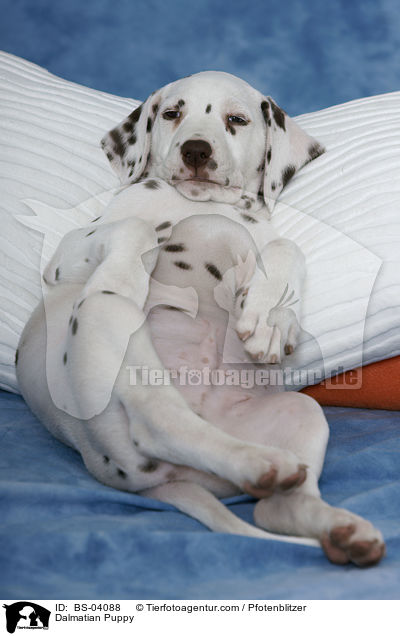 Dalmatiner Welpe / Dalmatian Puppy / BS-04088