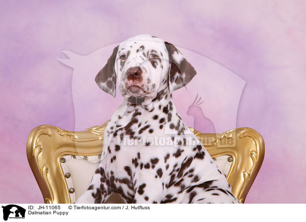 Dalmatiner Welpe / Dalmatian Puppy / JH-11065