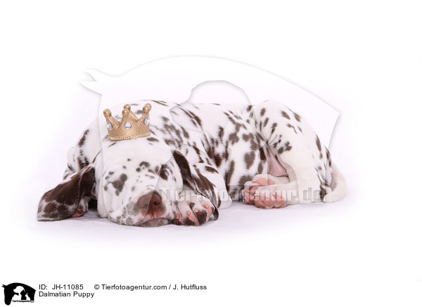 Dalmatiner Welpe / Dalmatian Puppy / JH-11085