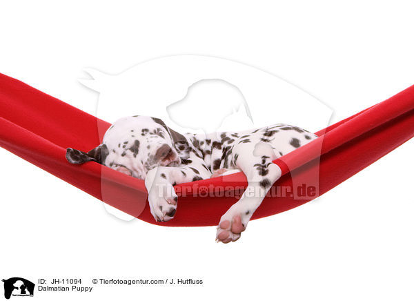 Dalmatian Puppy / JH-11094
