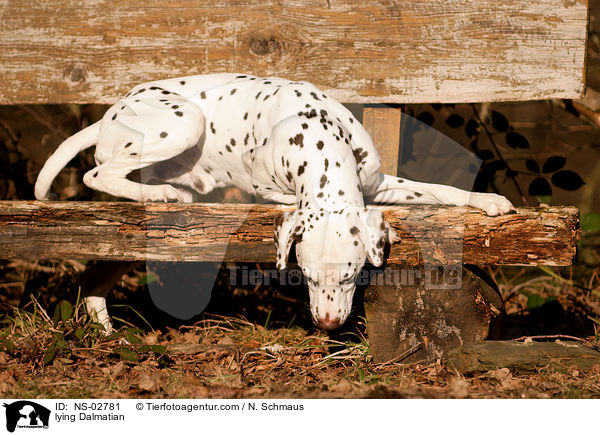 liegender Dalmatiner / lying Dalmatian / NS-02781