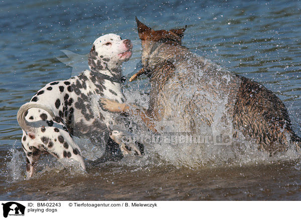 playing dogs / BM-02243