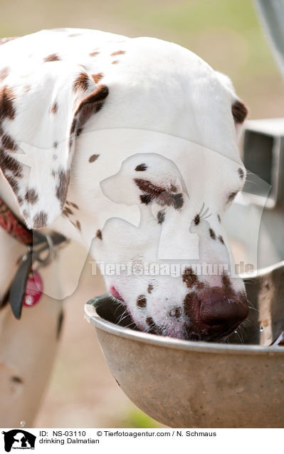 trinkender Dalmatiner / drinking Dalmatian / NS-03110