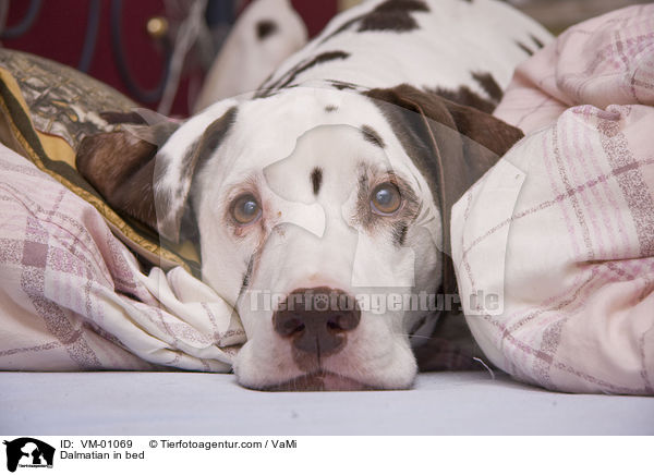Dalmatiner im Bett / Dalmatian in bed / VM-01069