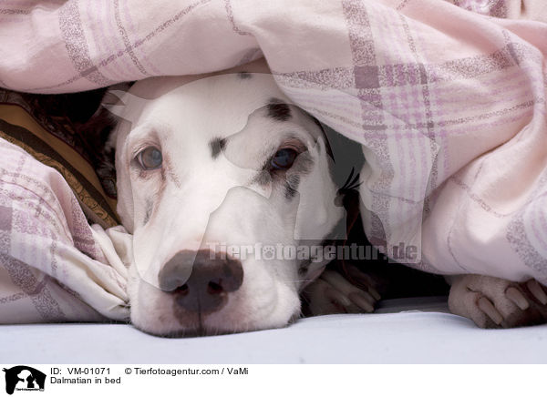Dalmatiner im Bett / Dalmatian in bed / VM-01071