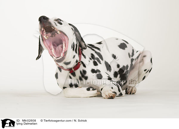 liegender Dalmatiner / lying Dalmatian / NN-02608