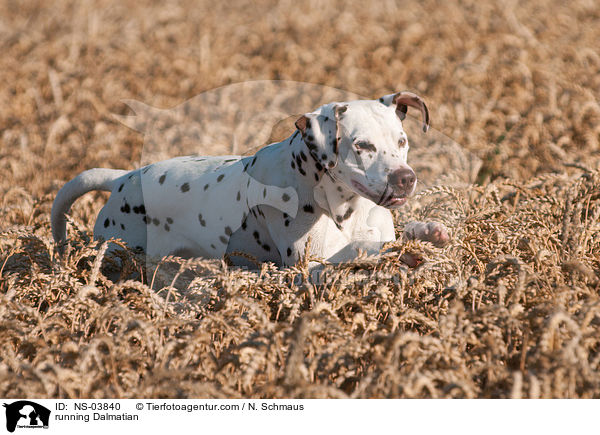 rennender Dalmatiner / running Dalmatian / NS-03840