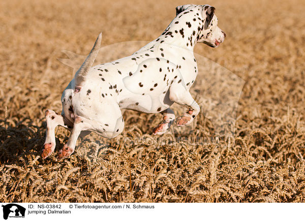 springender Dalmatiner / jumping Dalmatian / NS-03842