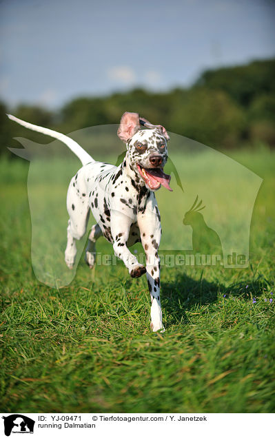 running Dalmatian / YJ-09471