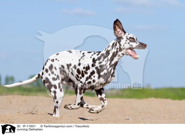 running Dalmatian / IF-11601