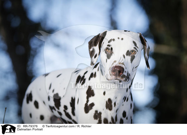 Dalmatiner Portrait / Dalmatian Portrait / RR-79376