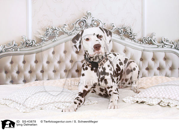 liegender Dalmatiner / lying Dalmatian / SS-43878