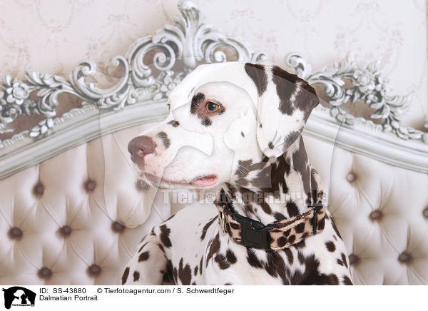 Dalmatiner Portrait / Dalmatian Portrait / SS-43880